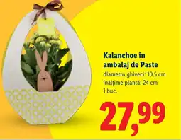 Lidl Kalanchoe în ambalaj de Paste Ofertă