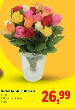 Lidl Buchet trandafiri Harlekin Ofertă