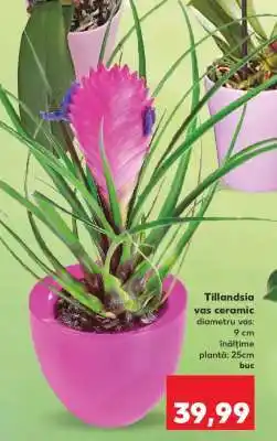 Kaufland Tillandsia vas ceramic Ofertă
