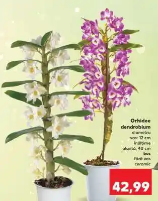 Kaufland Orhidee dendrobium Ofertă