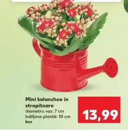 Kaufland Mini kalanchoe în stropitoare Ofertă