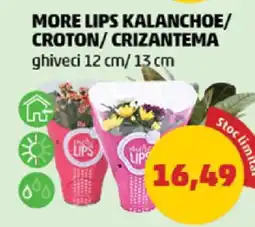 Penny MORE LIPS KALANCHOE/ CROTON/ CRIZANTEMA Ofertă