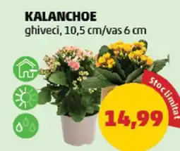 Penny Kalanchoe Ofertă