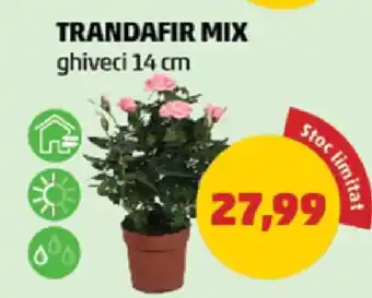 Penny TRANDAFIR MIX Ofertă