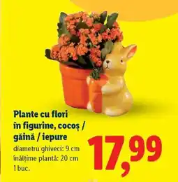 Lidl Plante cu flori în figurine, cocoș/găină/iepure Ofertă