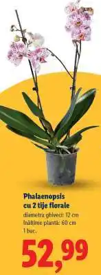 Lidl Phalaenopsis cu 2 tije florale Ofertă