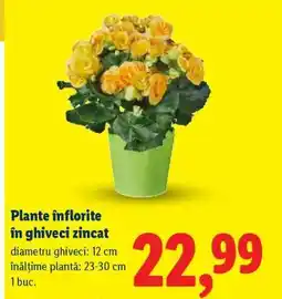 Lidl Plante înflorite în ghiveci zincat Ofertă