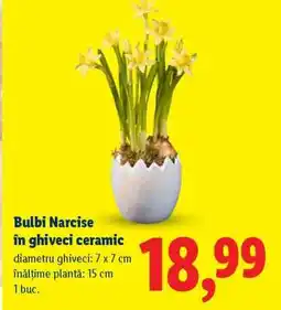 Lidl Bulbi Narcise în ghiveci ceramic Ofertă