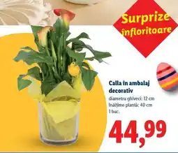 Lidl Calla în ambalaj decorativ Ofertă