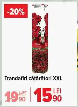 Carrefour Trandafiri cățărători XXL Ofertă