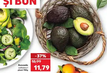 Kaufland Avocado Ofertă
