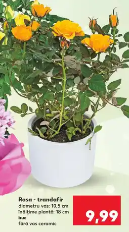Kaufland Rosa - trandafir Ofertă