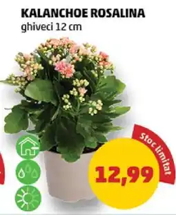Penny Kalanchoe Rosalina Ofertă