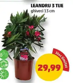 Penny LEANDRU 3 TIJE Ofertă