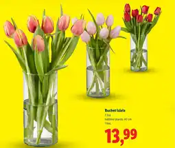 Lidl Buchet lalele Ofertă