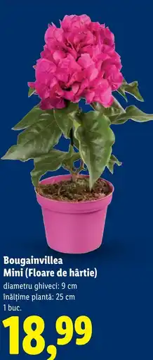 Lidl Bougainvillea Mini (Floare de hârtie) Ofertă