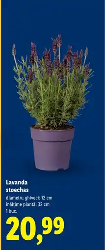 Lidl Lavanda stoechas Ofertă
