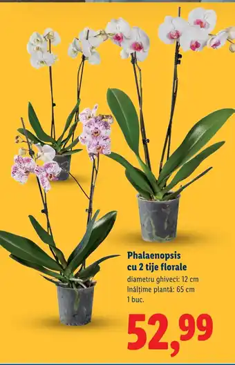 Lidl Phalaenopsis cu 2 tije florale Ofertă
