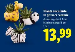 Lidl Plante suculente în ghiveci ceramic Ofertă