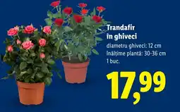 Lidl Trandafir în ghiveci Ofertă