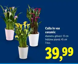 Lidl Calla în vas ceramic Ofertă