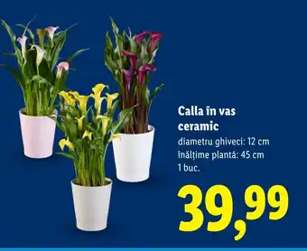 Lidl Calla în vas ceramic Ofertă