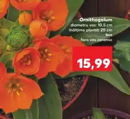 Kaufland Ornithogalum Ofertă