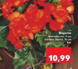 Kaufland Begonia Ofertă