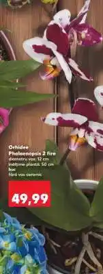 Kaufland Orhidee Phalaenopsis 2 fire Ofertă