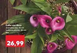 Kaufland Calla vas deco Ofertă