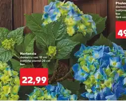 Kaufland Hortensia Ofertă