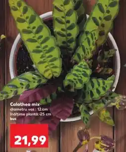 Kaufland Calathea mix Ofertă