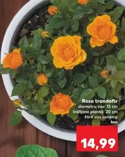 Kaufland Rosa - trandafir Ofertă