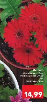 Kaufland Gerbera Ofertă