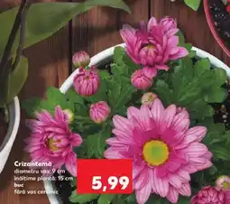 Kaufland Crizantema Ofertă