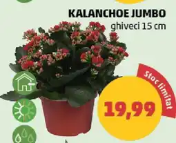 Penny Kalanchoe Jumbo Ofertă