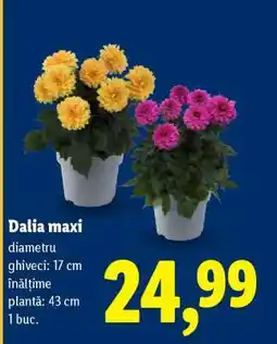 Lidl Dalia maxi Ofertă