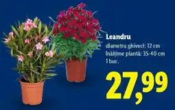 Lidl Leandru Ofertă