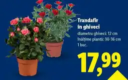 Lidl Trandafir în ghiveci Ofertă