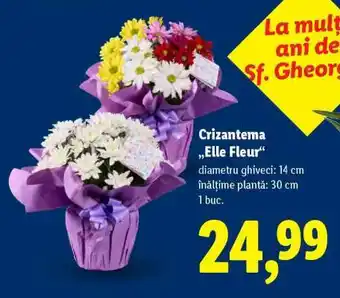 Lidl Crizantema „Elle Fleur” Ofertă