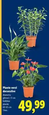 Lidl Plante verzi decorative Ofertă