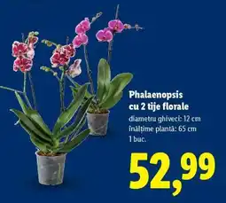 Lidl Phalaenopsis cu 2 tije florale Ofertă