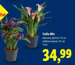 Lidl Calla Mix Ofertă