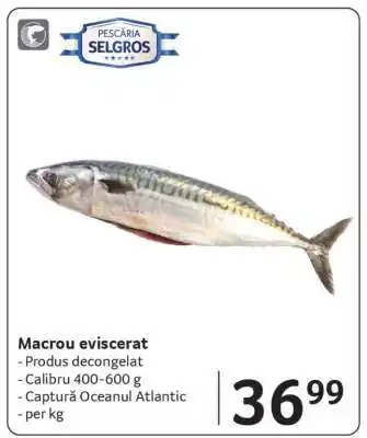 Selgros Macrou eviscerat Ofertă