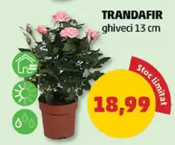 Penny TRANDAFIR ghiveci 13 cm Ofertă