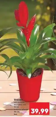 Kaufland Vriesea Ofertă