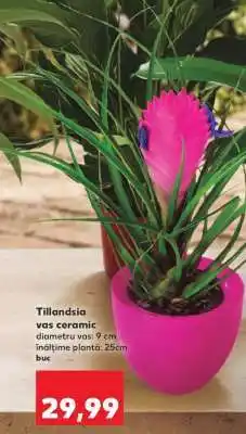 Kaufland Tillandsia Ofertă