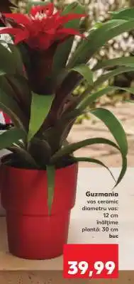 Kaufland Guzmania Ofertă