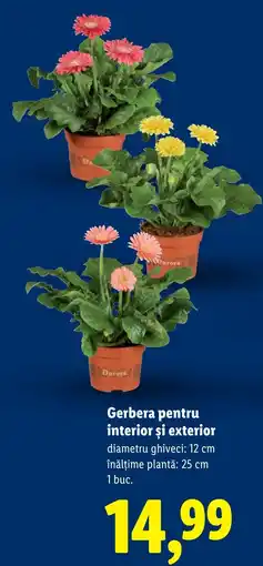Lidl Gerbera pentru interior şi exterior Ofertă