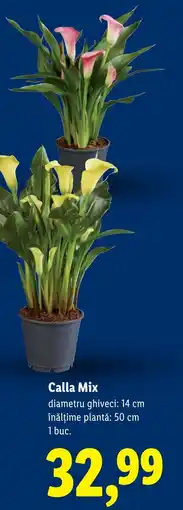 Lidl Calla Mix Ofertă